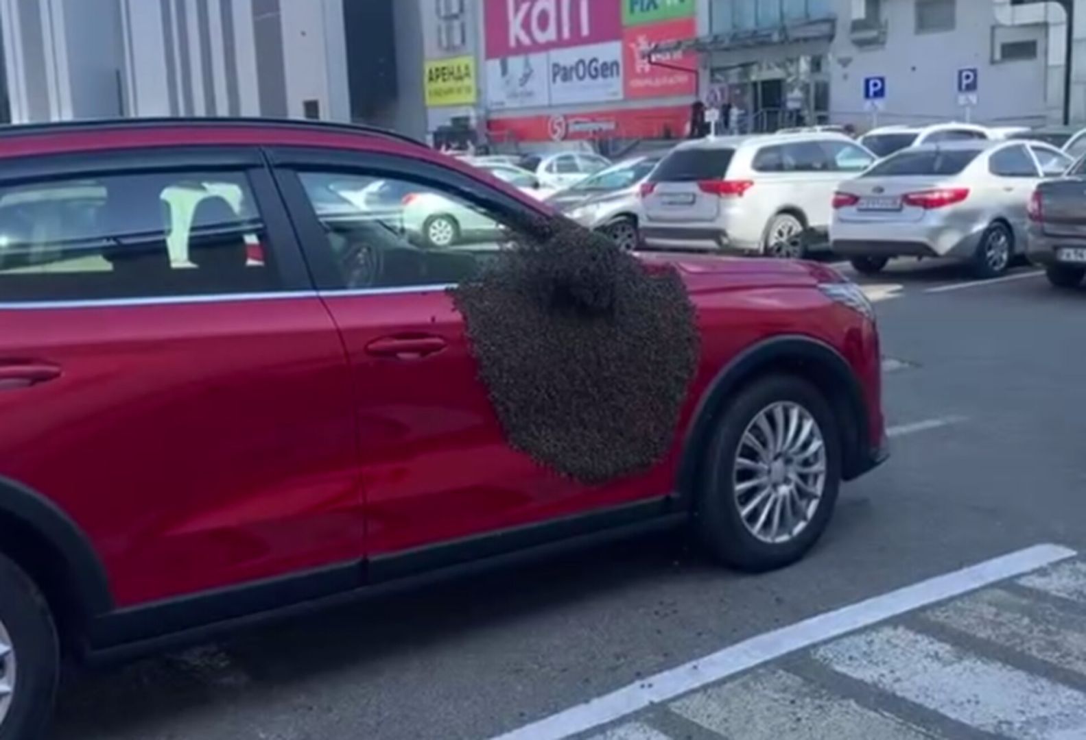 «Пчелиная атака» в Ставрополе: тысячи насекомых за 15 минут превратили обычную машину в свой дом