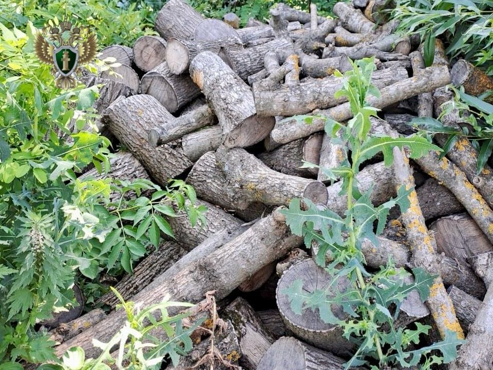 Ставрополец может лишиться свободы за незаконную вырубку деревьев