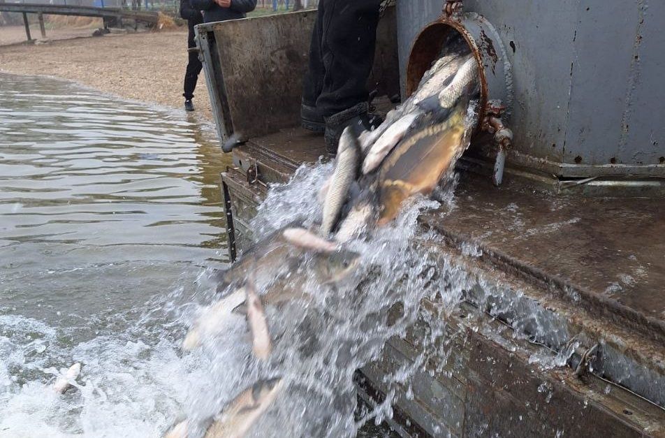 Тонну белого амура запустили в ессентукское озеро