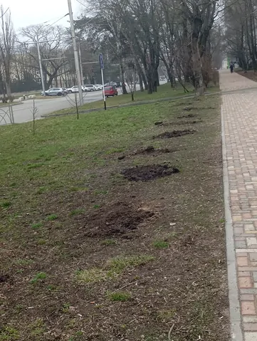 В Ставрополе неизвестные выкопали посаженные волонтёрами деревья
