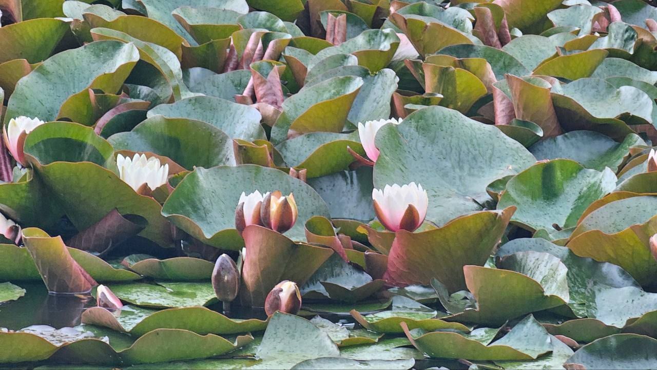 Лотосы зацвели на Ставрополье