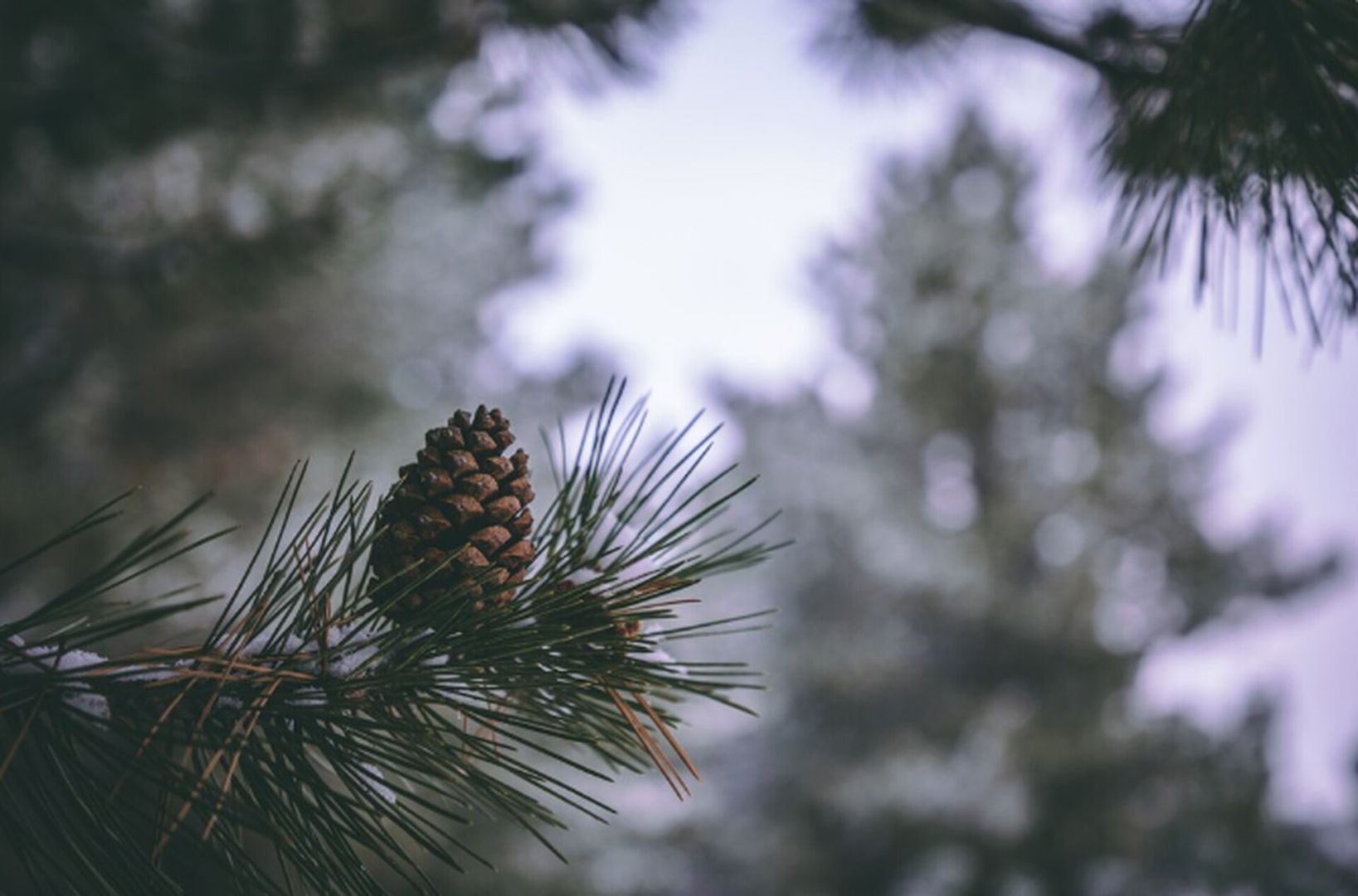 Патрулирование хвойных лесов усилили в преддверии Нового года на Ставрополье