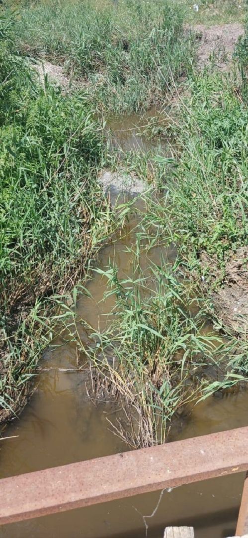 На Ставрополье в реке Кума снова зафиксирована массовая гибель рыбы