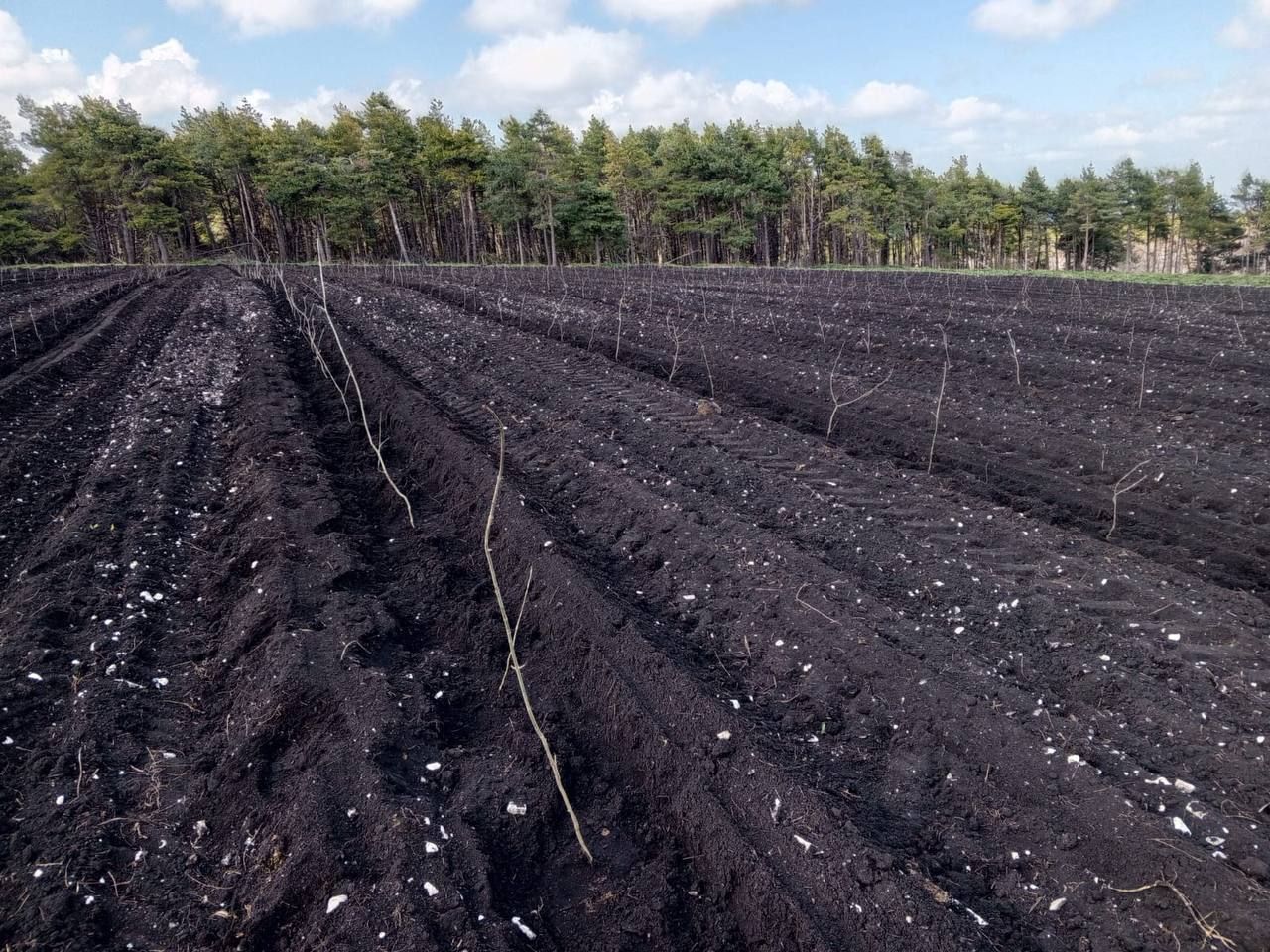 На Ставрополье восстановили леса на площади 17,6 га