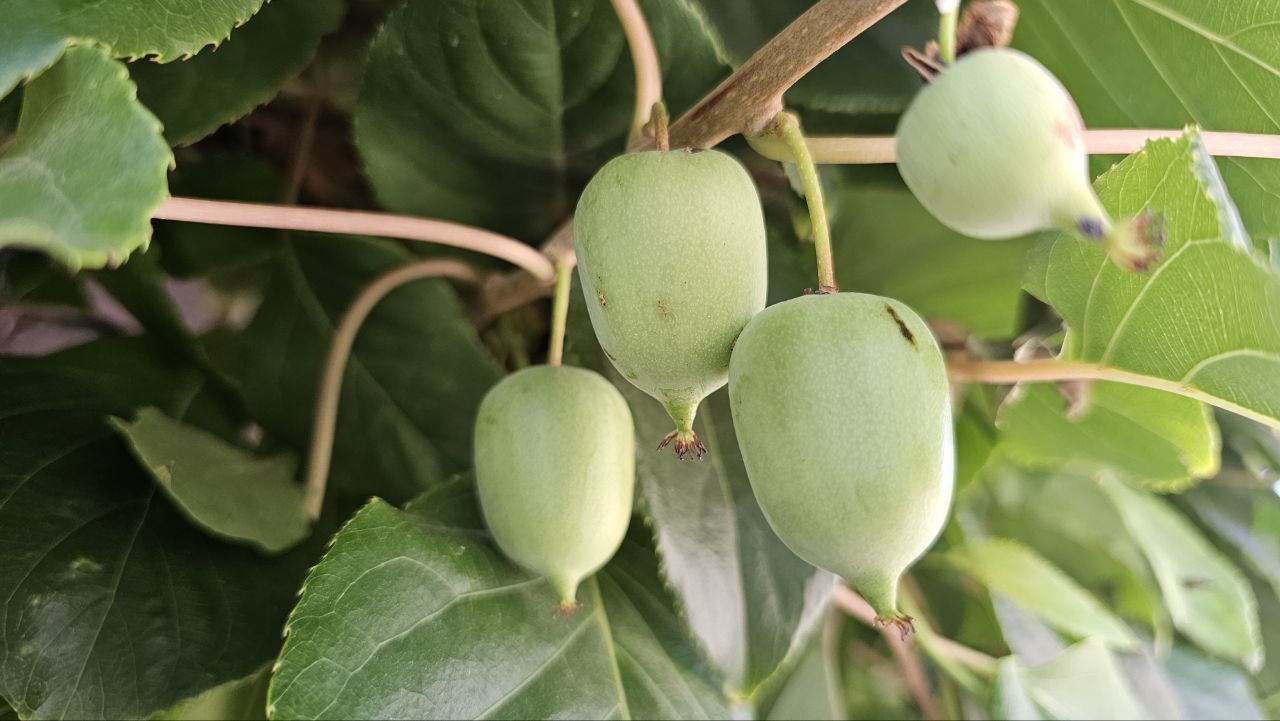 Рекордный урожай «дальневосточного киви» готовятся собрать на Ставрополье