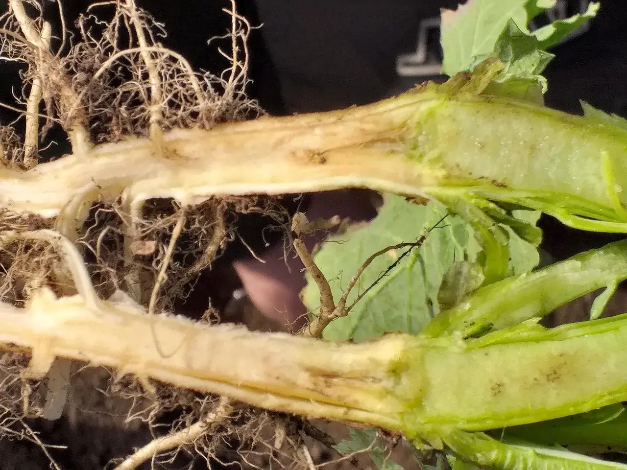 В Ставропольском крае на посевах озимого рапса выявлен бактериоз