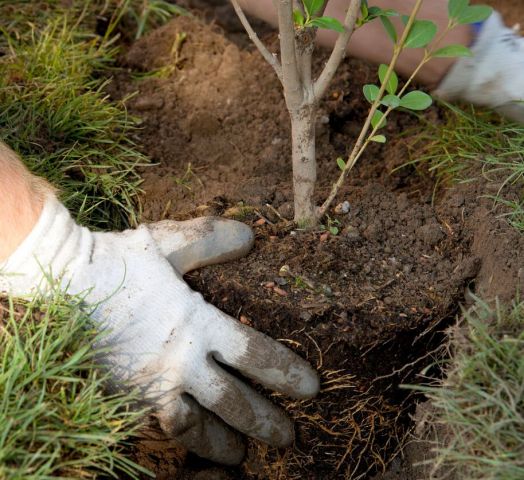 В Ставрополе специалисты Горзеленстроя разбили сквер 75-летия Победы В Ставрополе специалисты Горзеленстроя разбили сквер 75-летия Победы