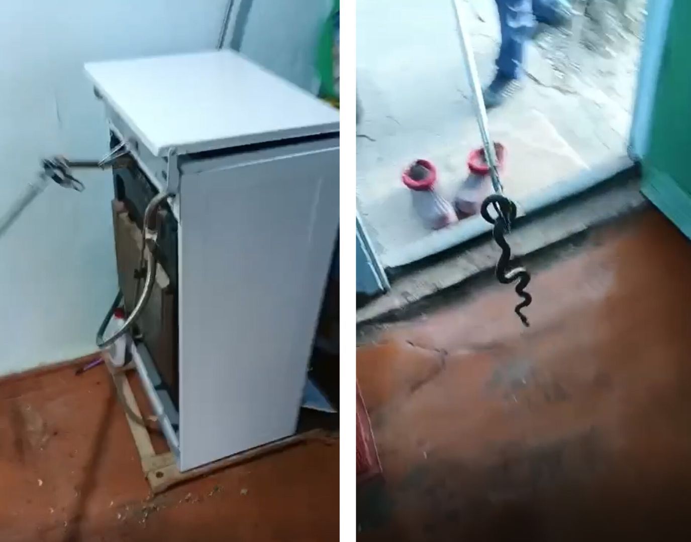 Змея забралась в печь ставропольчанки