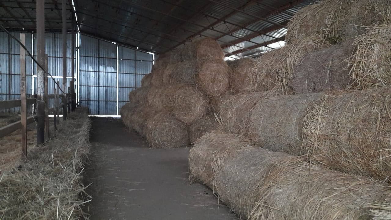 На Ставрополье животноводы заготавливают сено и силос на зиму