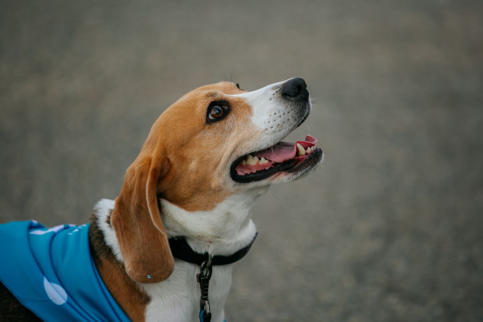 В Невинномысске прошёл зоофестиваль «Добрые люди» при участии партии «Новые люди»