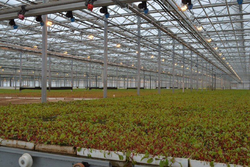 Более 265 тонн зелени собрали в теплице на Ставрополье