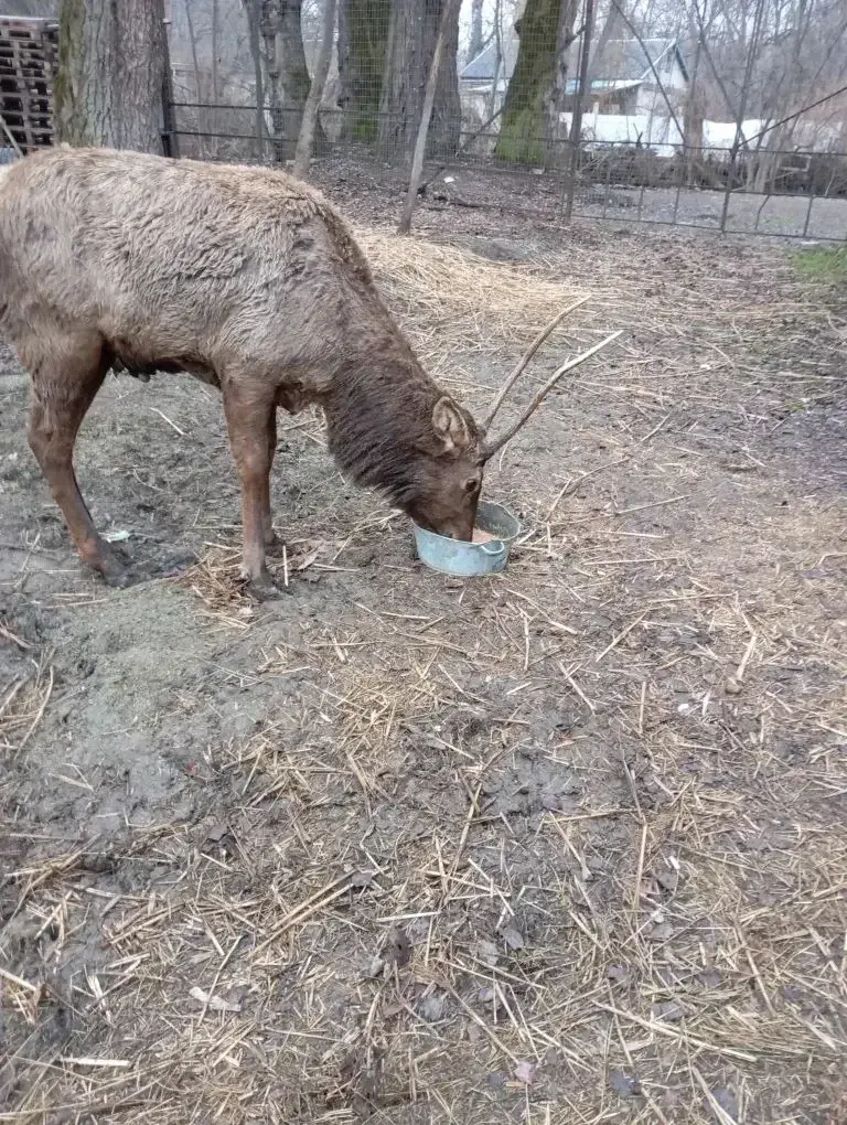 Благородным оленям парка «Шерстяник» в Невинномысске начали давать весенний витаминный корм