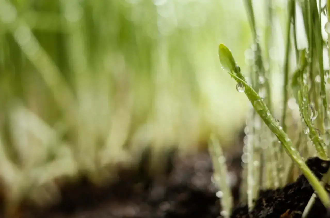 Дождь по заказу вновь вызовут на Ставрополье