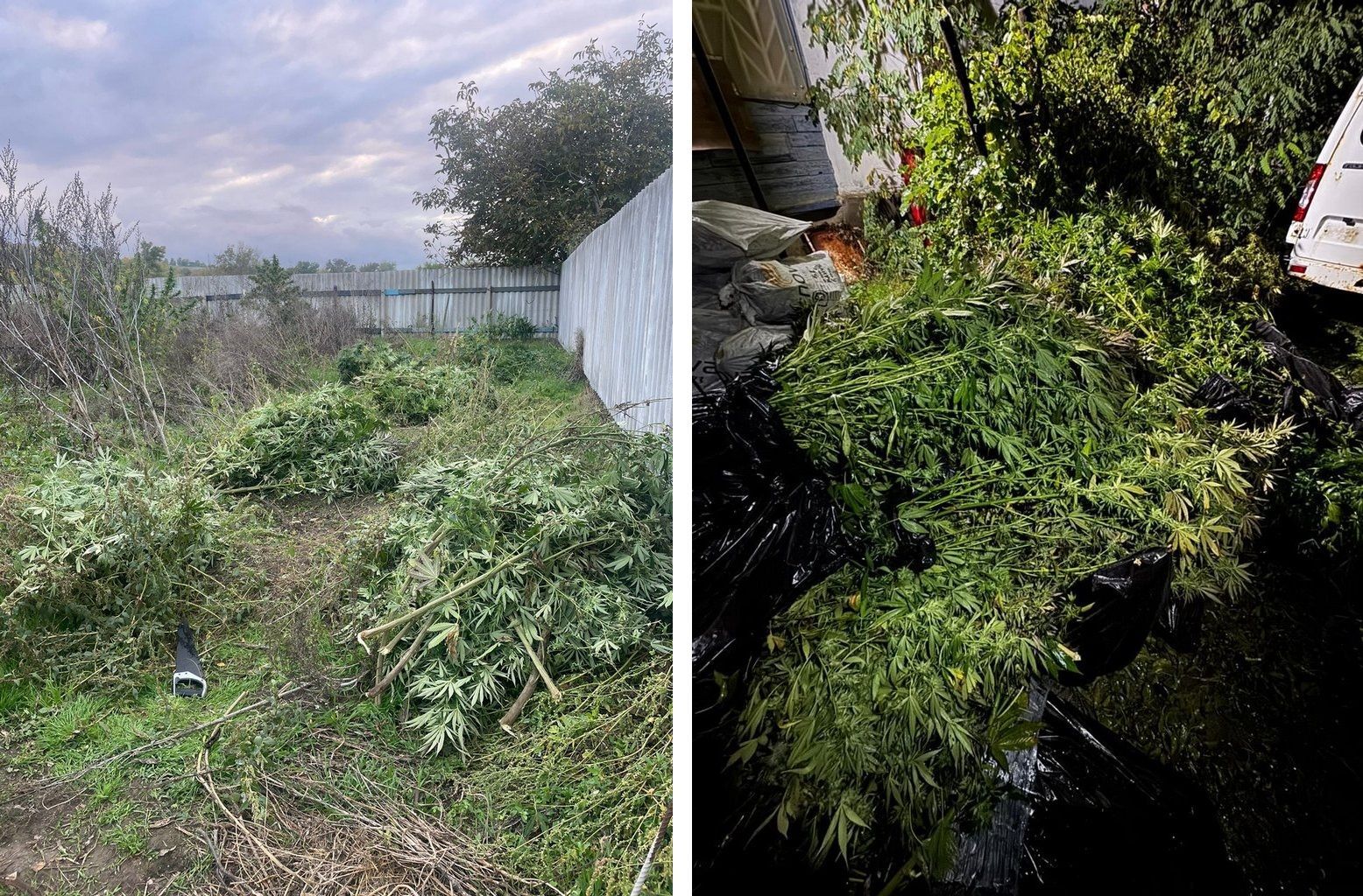 Конопляный сад нашли на Ставрополье