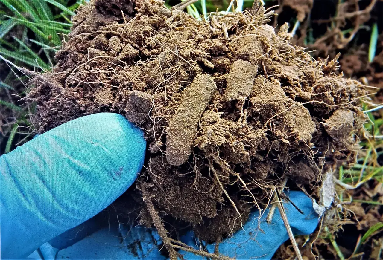 Процент гибели вредителя низкий: в 7 районах Ставрополья выявлено заселение саранчи