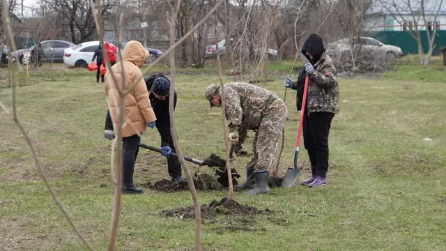Более 200 катальп высадили в Кочубеевском округе в рамках экопроекта