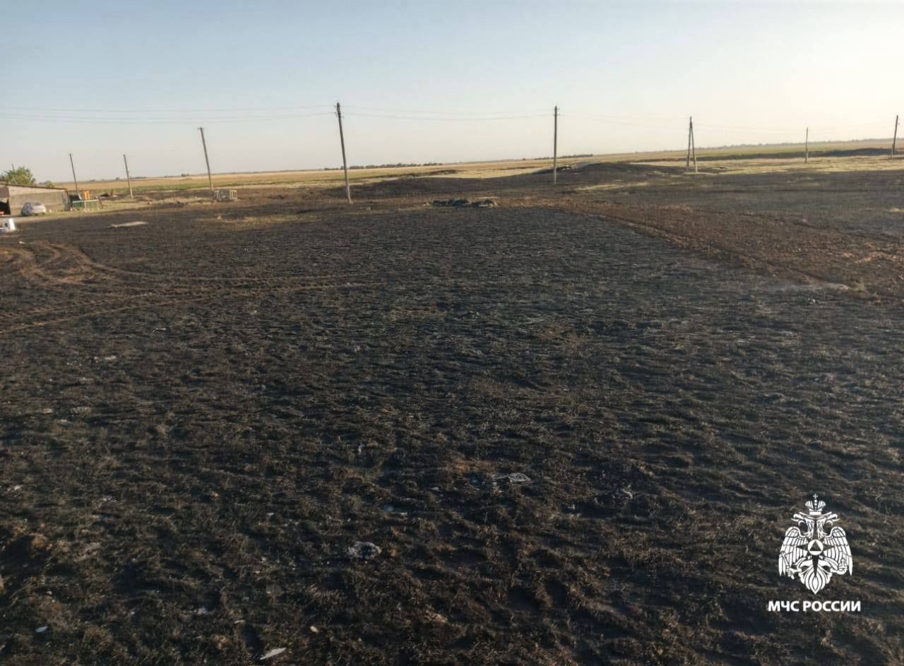 Телёнок погиб при возгорании пшеничного поля в Нефтекумском округе