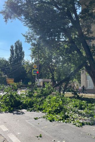 Ветка перегородила дорогу в центре Ставрополя
