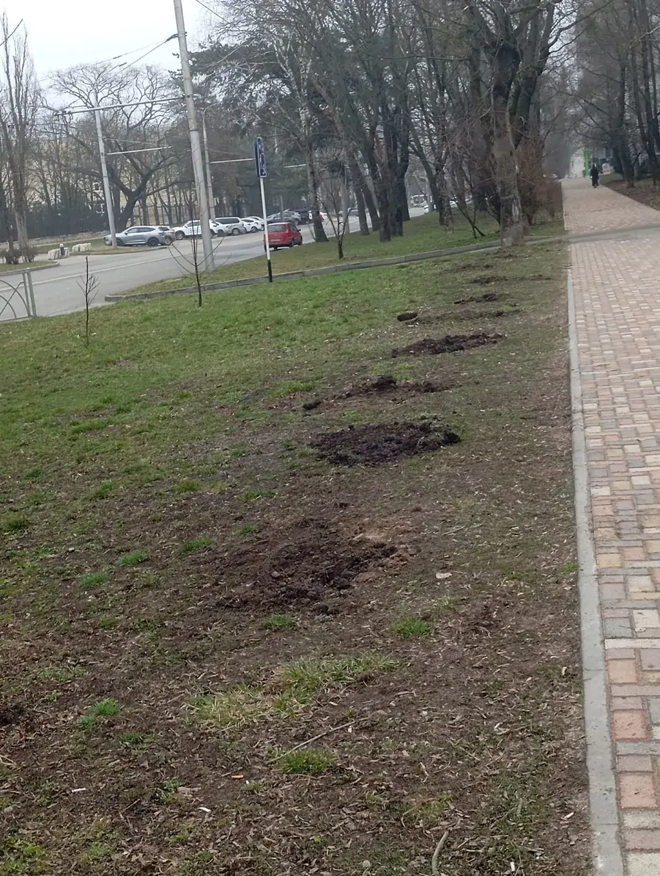 В Ставрополе неизвестные выкопали посаженные волонтёрами деревья