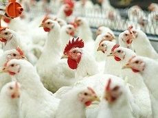 Ставропольских кур-несушек поселили в «умные» клетки Ставропольских кур-несушек поселили в «умные» клетки