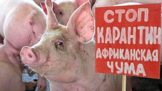 На Ставрополье вновь попала продукция, заражённая африканской чумой свиней На Ставрополье вновь попала продукция, заражённая африканской чумой свиней