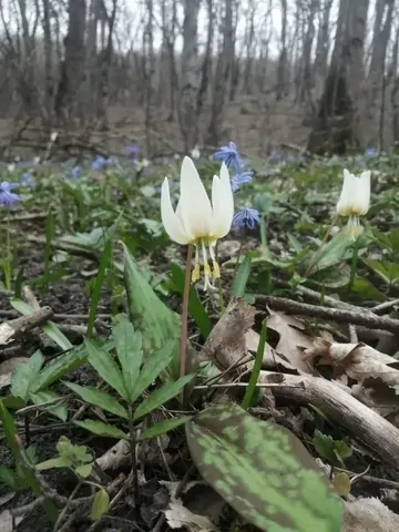 В Минприроды Ставрополья напомнили об ответственности за сбор и торговлю краснокнижными первоцветами