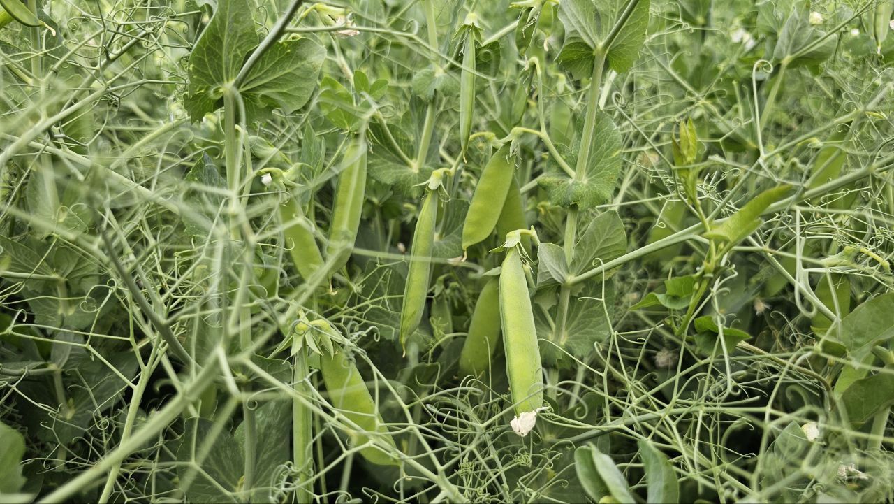 В Предгорном округе Ставрополья началась уборка урожая гороха