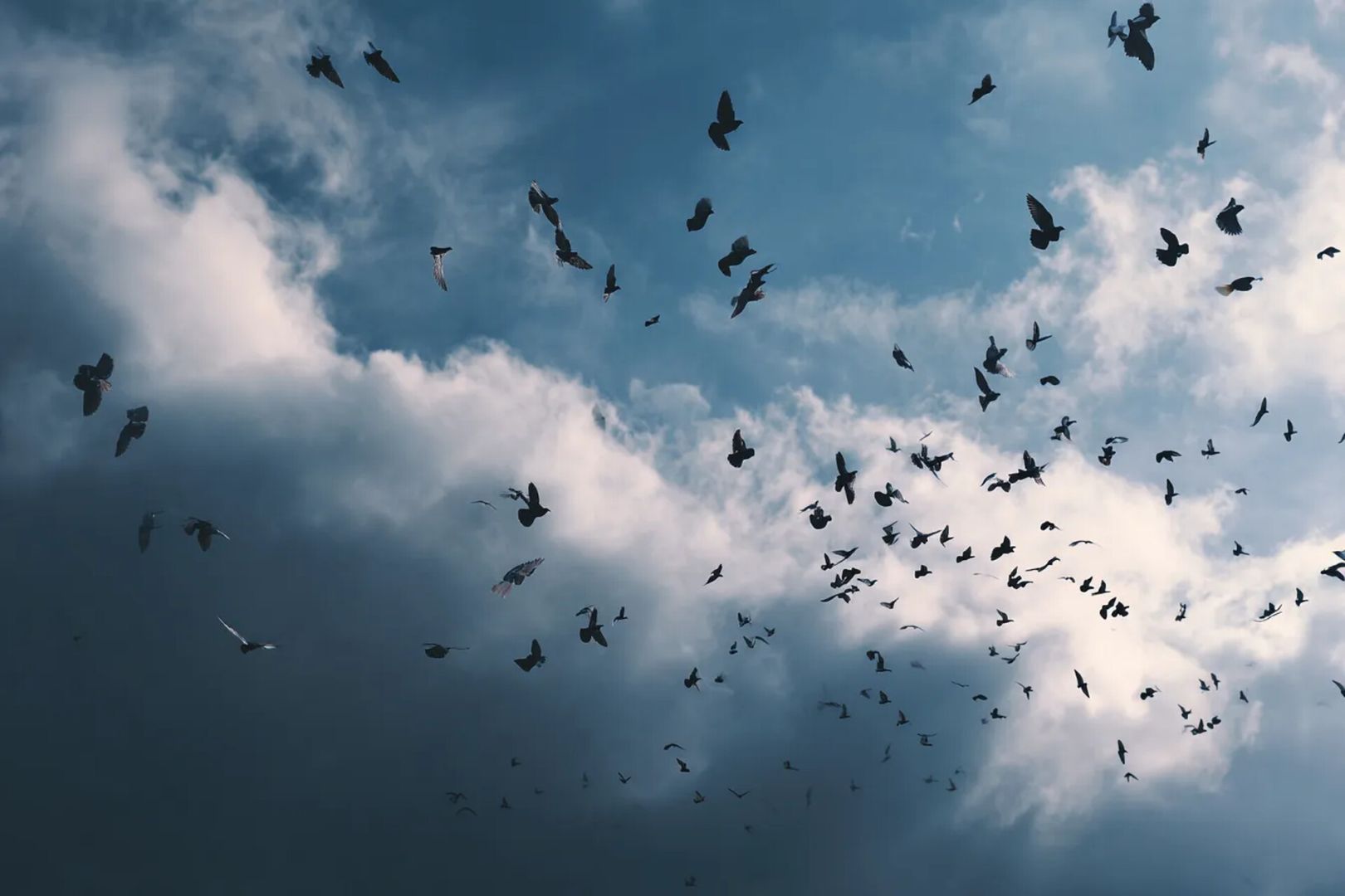 Биологи фиксируют массовое появление редких птиц в средней полосе России