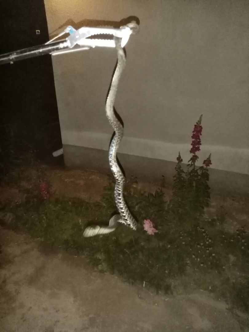 Уж в колодце и полоз за диваном: спасатели освободили два дома от непрошенных змей