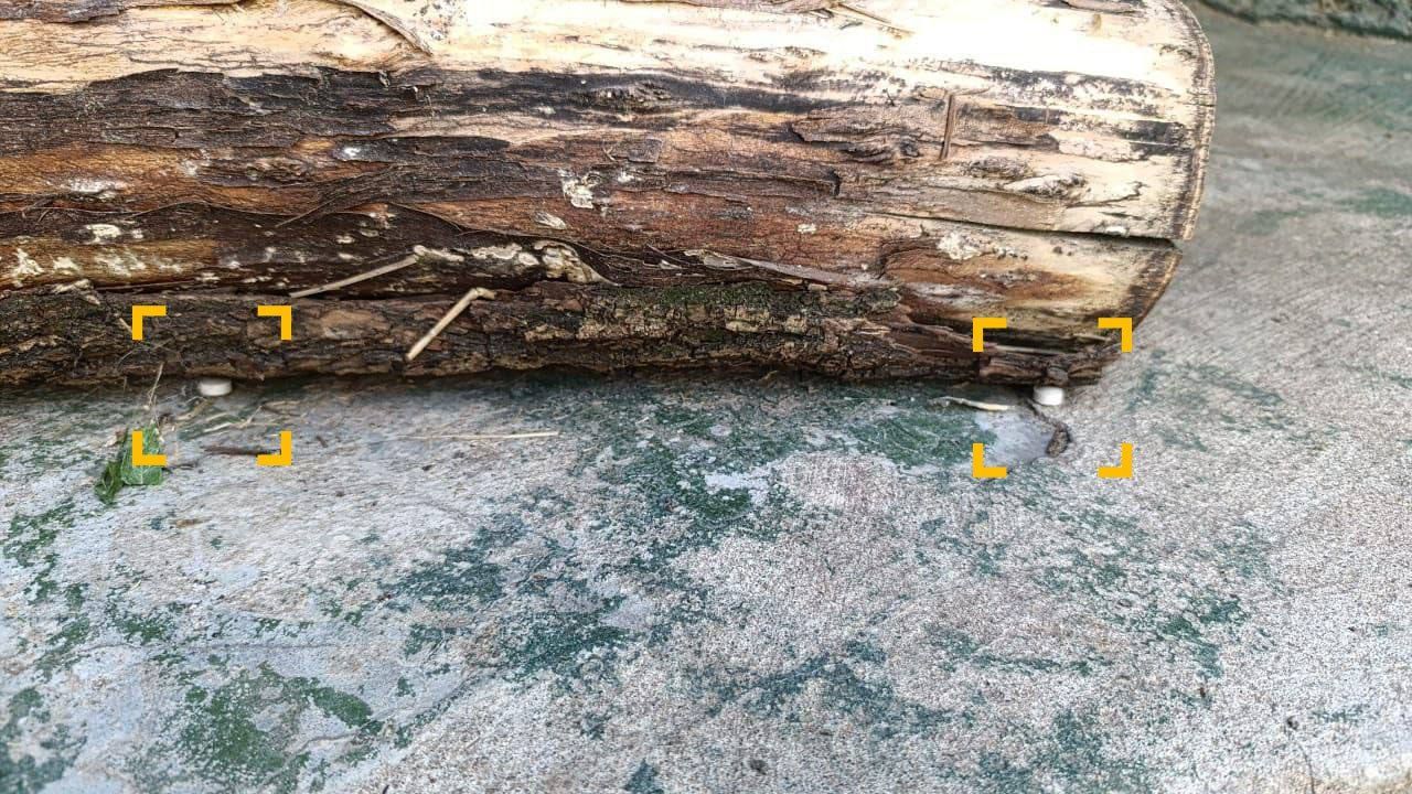 Уроженец Ставрополья задержан за попытку отравления животных в Московском зоопарке