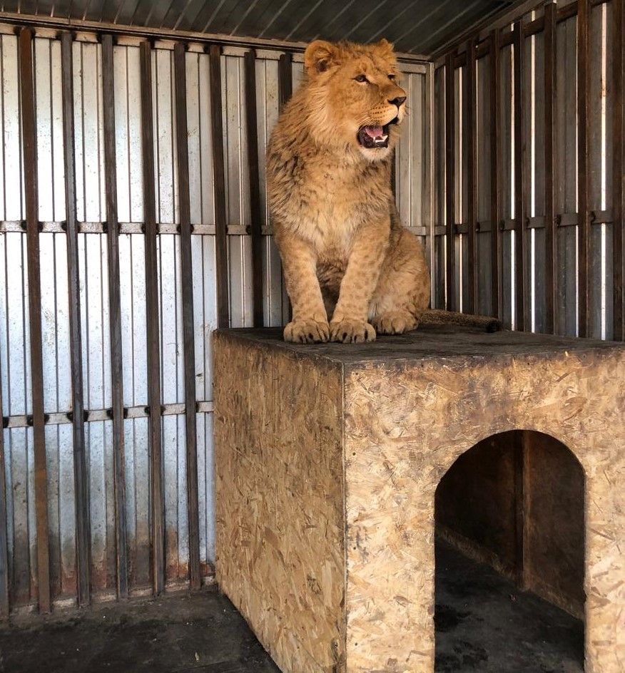 Росприроднадзор изымет льва по кличке Симба у жителя Ставропольского края