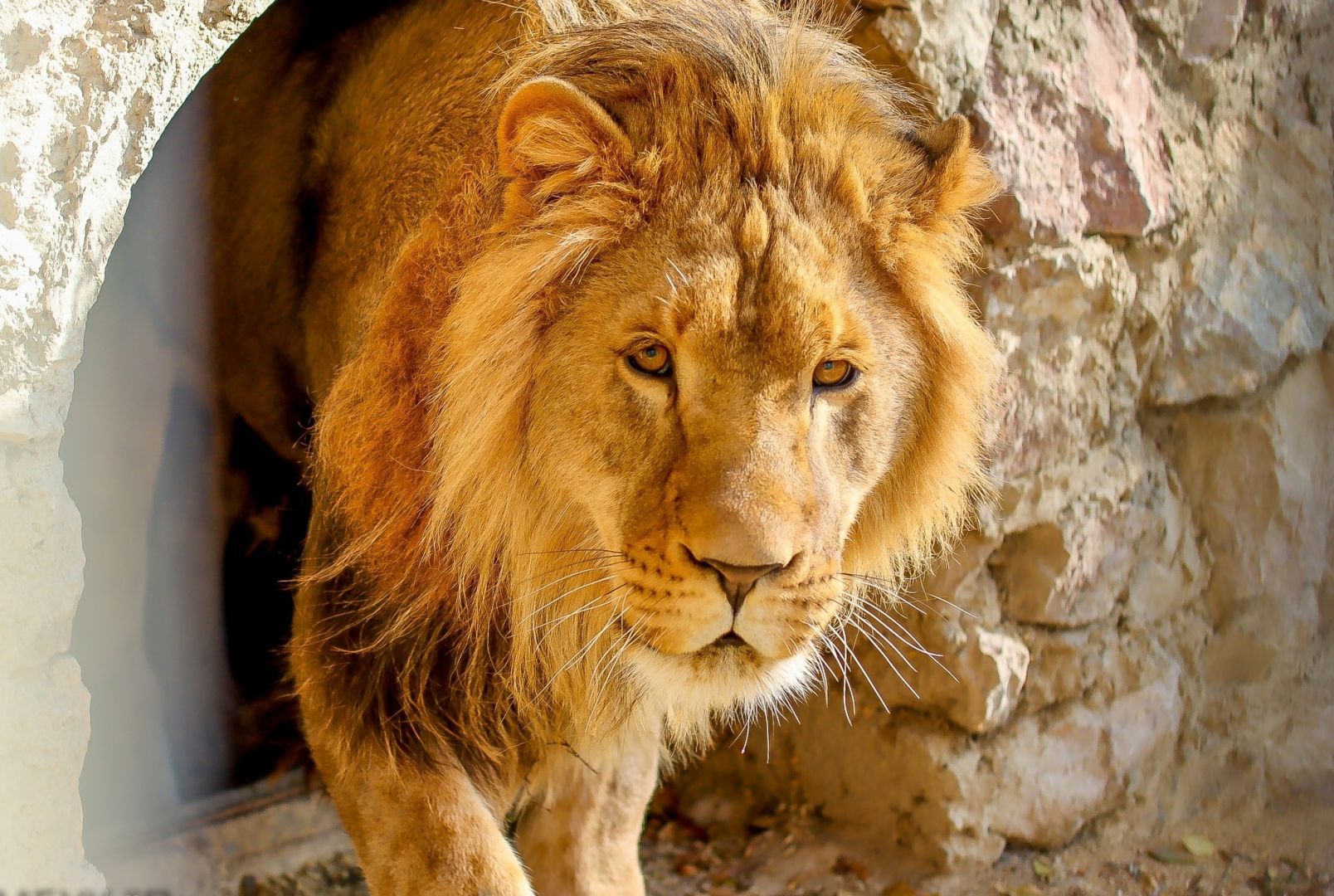 Лев, конфискованный у жителя Ставрополья, обрёл дом в крымском зоопарке