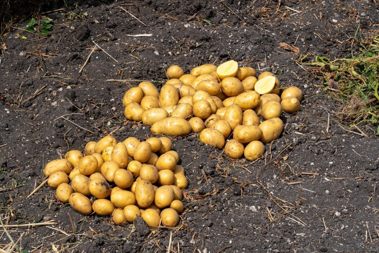 Около 36 тысяч тонн осеннего картофеля планируют собрать в Предгорном округе края