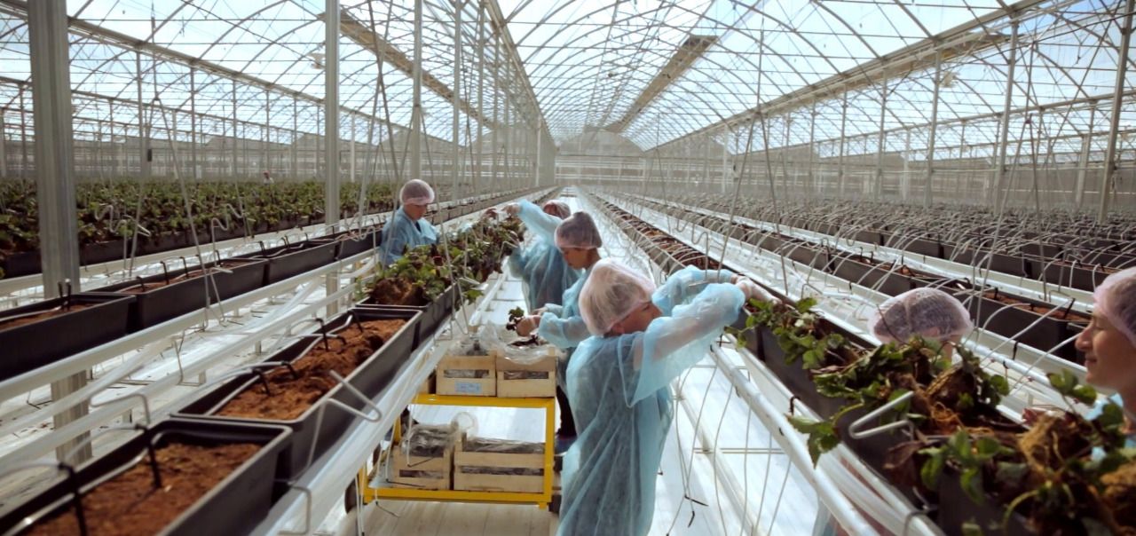 Господдержка производителей ягод на Ставрополье вырастет Господдержка производителей ягод на Ставрополье вырастет