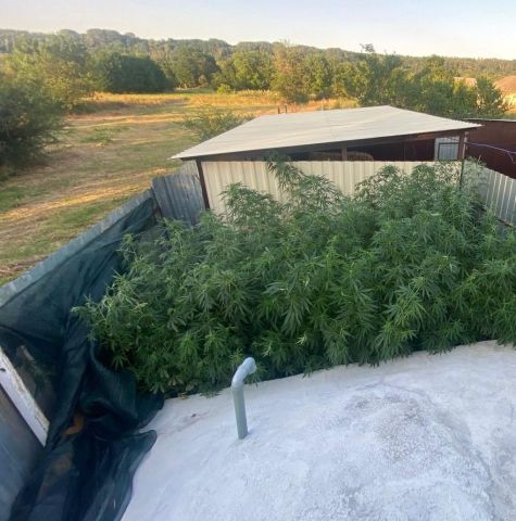 Мини-наркоплантацию нашли у жителя Ставрополья