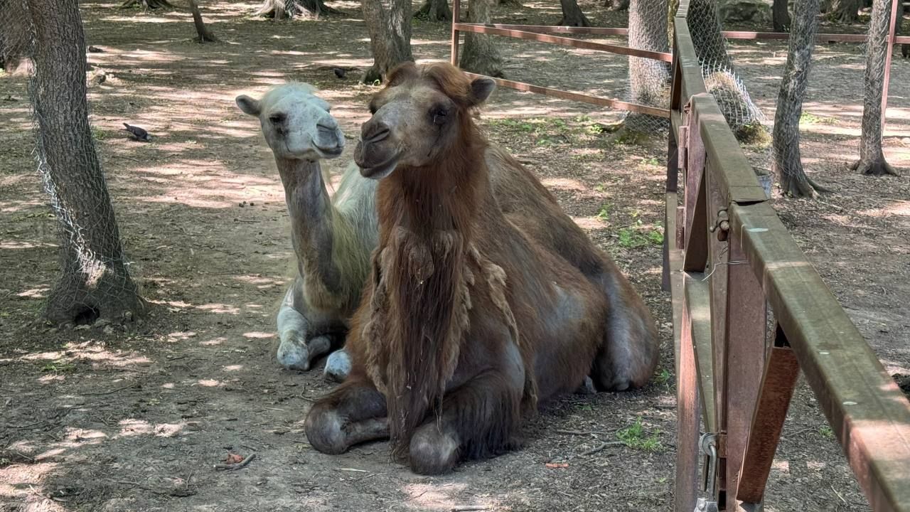 Две верблюдицы поселились в ставропольском зоопарке