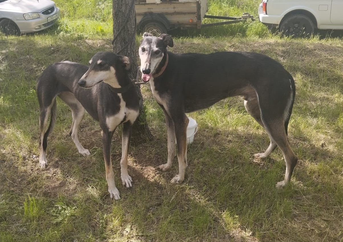 На Ставрополье прошла выставка охотничьих собак