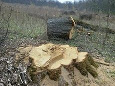 Министерство природных ресурсов и охраны окружающей среды опровергло статью «Открытой» газеты Министерство природных ресурсов и охраны окружающей среды опровергло статью «Открытой» газеты