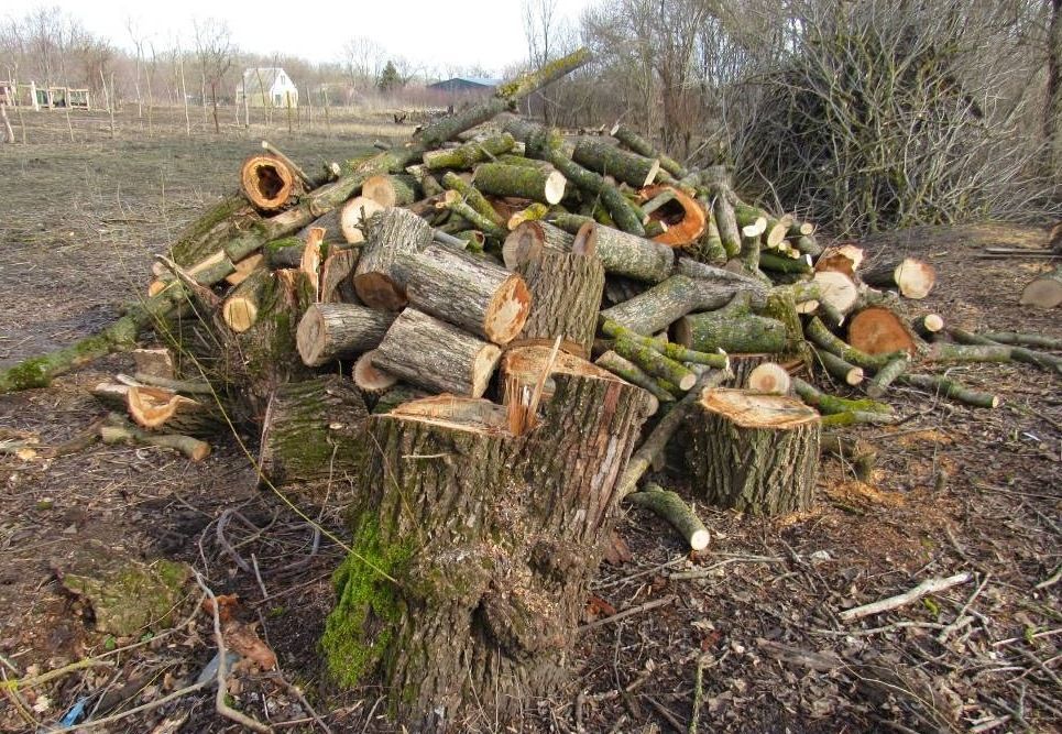 На мужчину завели дело за рубку «мешающих» деревьев