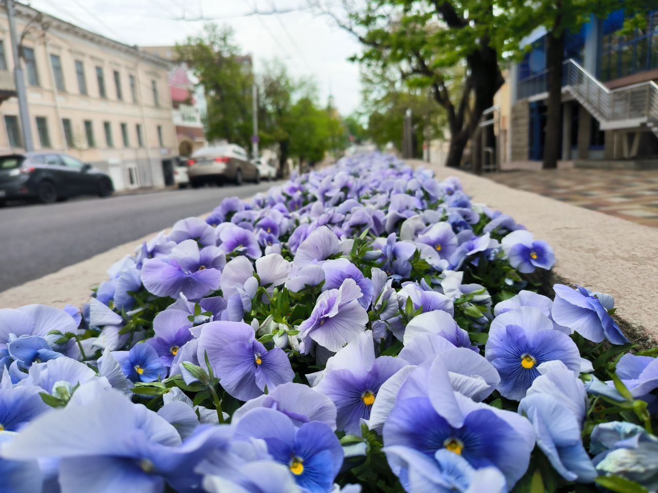 Озеленители уже 80 лет украшают Ставрополь