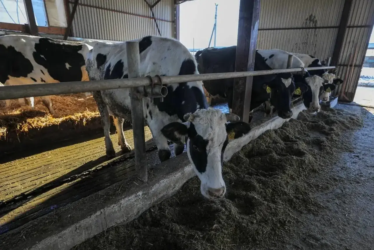 На Ставрополье валовый надой молока превысил 595 тысяч тонн
