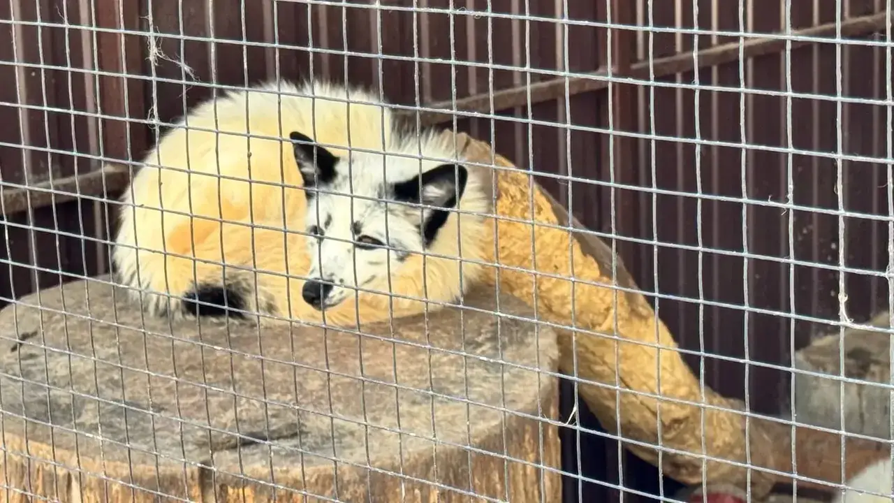 Новые животные появились в ставропольском зоопарке