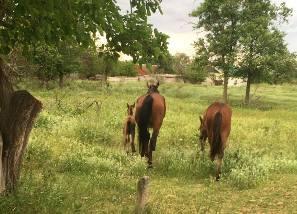 Спасатели достали упавшего в колодец жеребенка