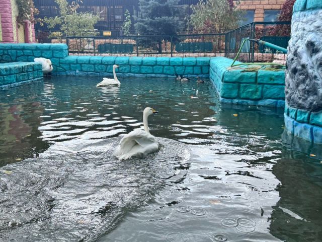 В Ставрополе лебеди из Центрального парка переехали в свою зимнюю резиденцию