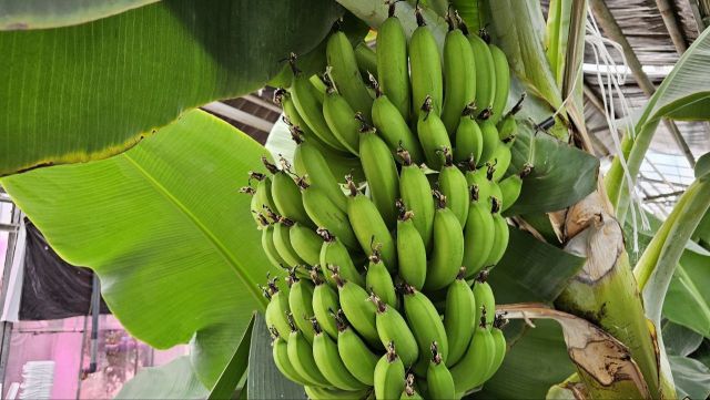 Бананы из Мозамбика прижились в Предгорном округе Ставрополья
