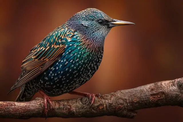 Первые перелётные птицы уже в России — где их увидеть в марте