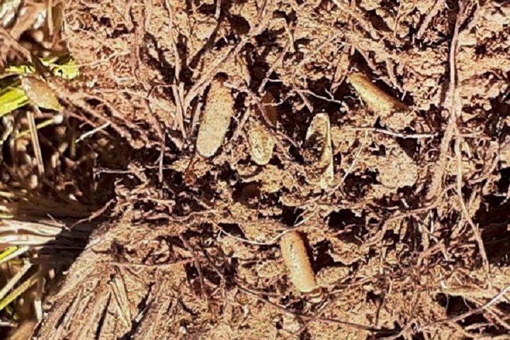 Зимующую мароккскую саранчу обнаружили в 8 районах Ставрополья